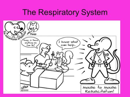 The Respiratory System. Respiratory System Diagram.