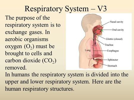 Respiratory System – V3 The purpose of the respiratory system is to exchange gases. In aerobic organisms oxygen (O 2 ) must be brought to cells and carbon.