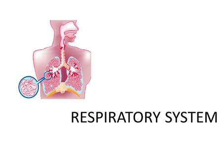 RESPIRATORY SYSTEM. Function Exchange of O 2 and CO 2 to ensure the survival of each cell Why do we need Oxygen? For the combustion of nutrients so that.