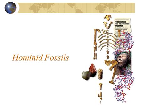 Hominid Fossils.