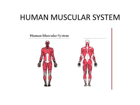 HUMAN MUSCULAR SYSTEM.