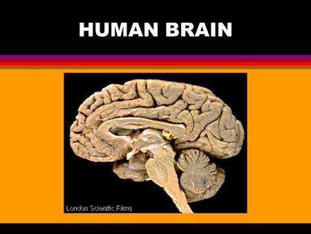 HUMAN BRAIN. l Three major structural components: Cerebrum (top) - large dome-shaped cerebrum; Responsible for intelligence and reasoning. Cerebellum.