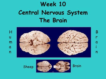 Week 10 Central Nervous System The Brain Sheep HumanHuman BrainBrain Brain.