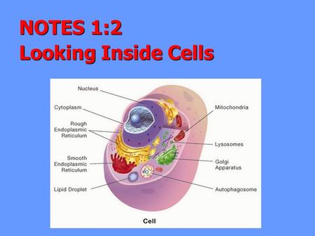 NOTES 1:2 Looking Inside Cells