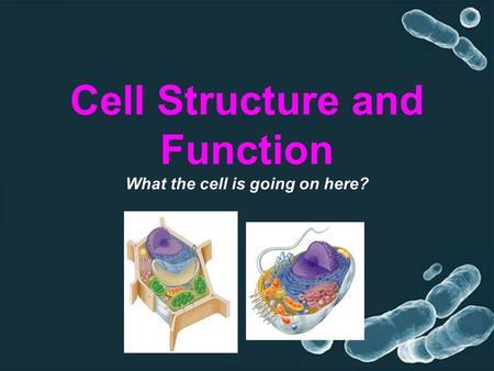 Cell Structure and Function What the cell is going on here?