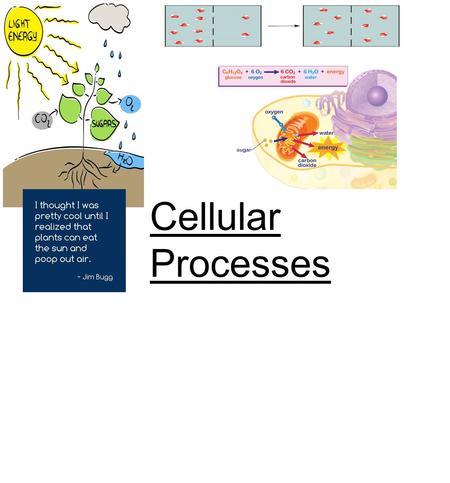 Cellular Processes. Brainstorm: What must cells do to stay alive?
