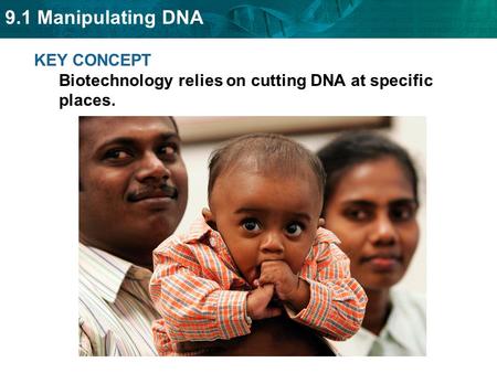 9.1 Manipulating DNA KEY CONCEPT Biotechnology relies on cutting DNA at specific places.