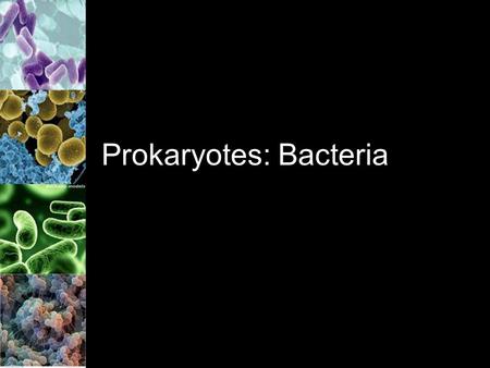 Prokaryotes: Bacteria. Bacteria Found on almost every square cm of Earth Bacteria = prokaryotes –Remember: no nucleus and no membrane bound organelles.