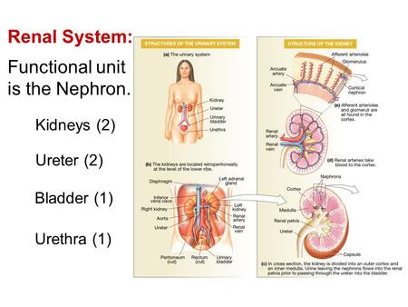 Renal System: Functional unit is the Nephron. Ureter (2) Bladder (1) Urethra (1) Kidneys (2)