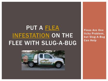 Fleas Are One Itchy Problem, but Slug-A-Bug Can Help PUT A FLEA INFESTATION ON THE FLEE WITH SLUG-A-BUGFLEA INFESTATION.