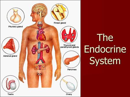 The Endocrine System. Last page of endocrine notes.