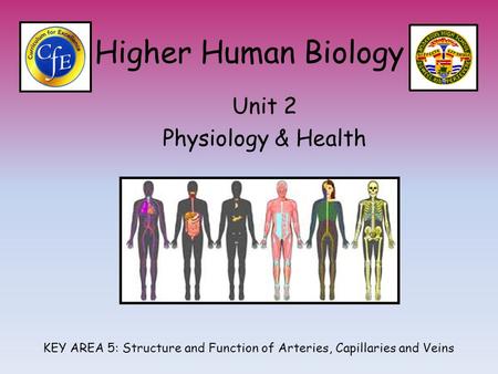 Higher Human Biology Unit 2 Physiology & Health KEY AREA 5: Structure and Function of Arteries, Capillaries and Veins.