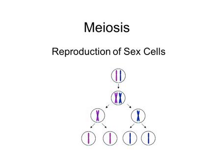 Meiosis Reproduction of Sex Cells. Meiosis Introduction Meiosis is part of the life-cycle of every organism that reproduces sexually. Meiosis is cell.