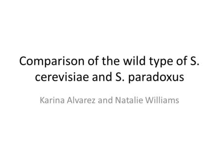 Comparison of the wild type of S. cerevisiae and S. paradoxus Karina Alvarez and Natalie Williams.