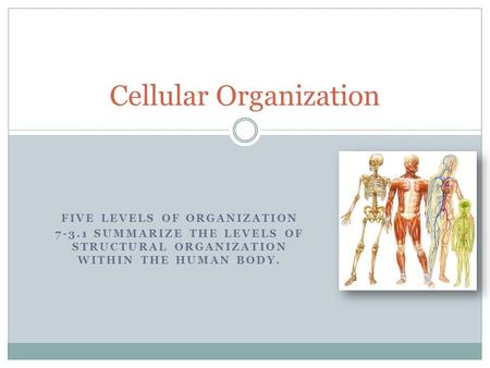 FIVE LEVELS OF ORGANIZATION 7-3.1 SUMMARIZE THE LEVELS OF STRUCTURAL ORGANIZATION WITHIN THE HUMAN BODY. Cellular Organization.