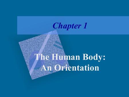 Chapter 1 The Human Body: An Orientation. The Human Body – An Orientation Anatomy – study of the structure and shape of the body and its parts Physiology.