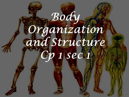 Body Organization and Structure Cp 1 sec 1. HOMEOSTASIS The human body’s maintenance of a stable internal environment. If homeostasis is interrupted,