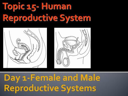 Day 1-Female and Male Reproductive Systems. 1. Grab a Biology EOC Exam Preparation Bell Ringer 2. Provide a GIST of the Question. 3. Bubble your answer.