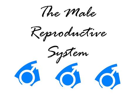 The Male Reproductive System. Define the function of the male reproductive system Produce sperm Secretions of the semen.