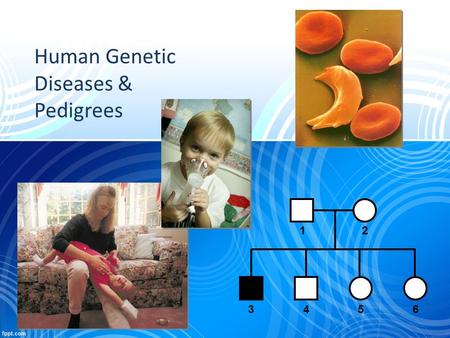 Human Genetic Diseases & Pedigrees 12 3456 Pedigree analysis Pedigree analysis reveals Mendelian patterns in human inheritance – Data mapped on a family.