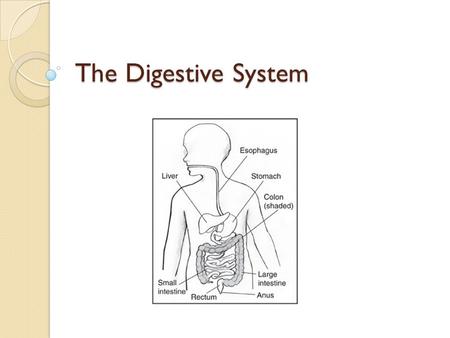 The Digestive System. What Happens During Digestion Foods are broken down and absorbed as nourishment or eliminated as waste. Three Main Processes of.