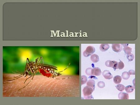 Malaria is a vector-borne infectious disease caused by protozoan parasites. It is widespread in tropical and subtropical regions, including parts of the.