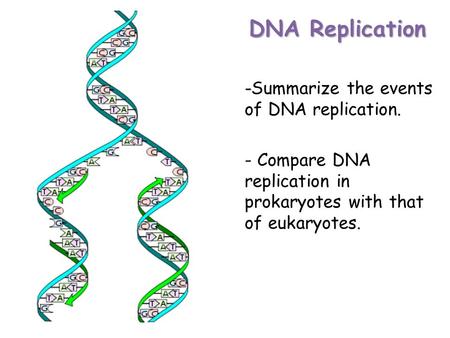 DNA Replication -Summarize the events of DNA replication.