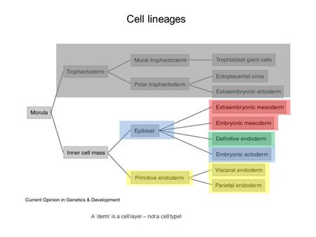 Cell lineages A ‘derm’ is a cell layer – not a cell type!