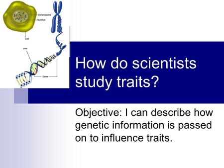 How do scientists study traits? Objective: I can describe how genetic information is passed on to influence traits.