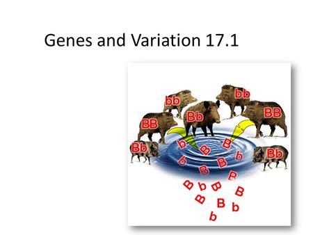 Genes and Variation 17.1. Genotypes and phenotypes in evolution Natural selection acts on phenotypes and does not directly on genes. Natural selection.