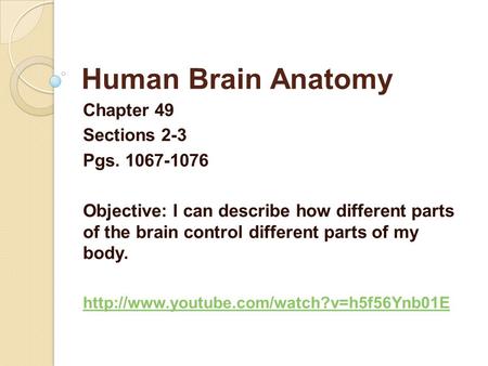 Human Brain Anatomy Chapter 49 Sections 2-3 Pgs. 1067-1076 Objective: I can describe how different parts of the brain control different parts of my body.