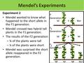 Experiment 2 Mendel wanted to know what happened to the short allele in the F1 generation. Mendel crossed two hybrid tall plants in the F1 generation.