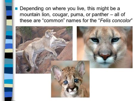 Depending on where you live, this might be a mountain lion, cougar, puma, or panther – all of these are “common” names for the “Felis concolor”