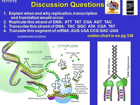 11/11/15 Discussion Questions 1. Explain when and why replication, transcription and translation would occur. 2. Replicate this strand of DNA: ATT TAT.