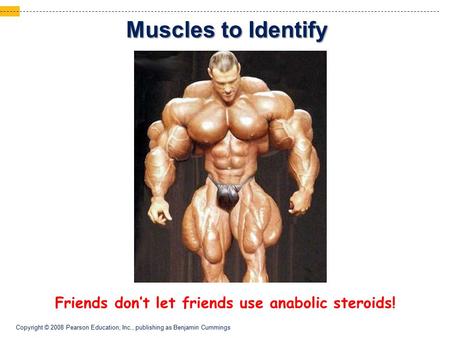 Copyright © 2008 Pearson Education, Inc., publishing as Benjamin Cummings Muscles to Identify Friends don’t let friends use anabolic steroids!