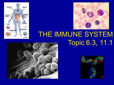 THE IMMUNE SYSTEM Topic 6.3, 11.1. Specific & non-specific immunity Non-specific = general response to pathogens Specific = production of specific antibodies.