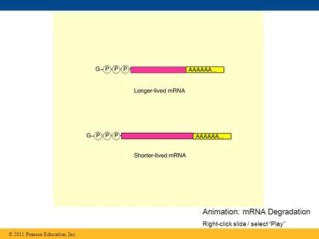 © 2011 Pearson Education, Inc. Animation: mRNA Degradation Right-click slide / select “Play”
