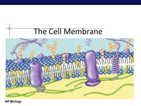 AP Biology The Cell Membrane 2007-2008 AP Biology Overview Cell membrane separates living cell from nonliving surroundings – thin barrier = 8nm thick.