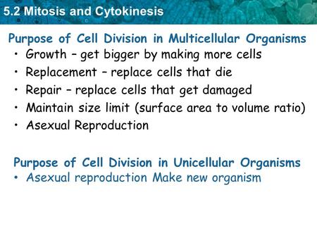 5.2 Mitosis and Cytokinesis Purpose of Cell Division in Multicellular Organisms Growth – get bigger by making more cells Replacement – replace cells that.