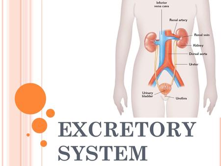 EXCRETORY SYSTEM. Excretory System – removes excess water, H 2 O, urea, carbon dioxide, CO 2, and other wastes from our blood. Kidneys – filter out excess.