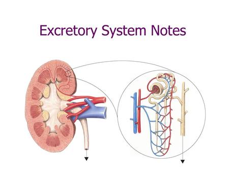 Excretory System Notes