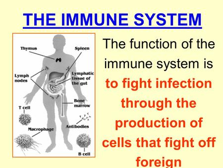 THE IMMUNE SYSTEM The function of the immune system is to fight infection through the production of cells that fight off foreign substances.