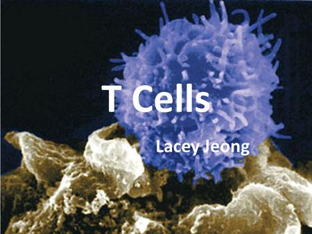 T Cells Lacey Jeong. What is a T Cell?? Thymus cell – produced and processed by the thymus gland Lymphocyte (white blood cell) – protect body from infection.