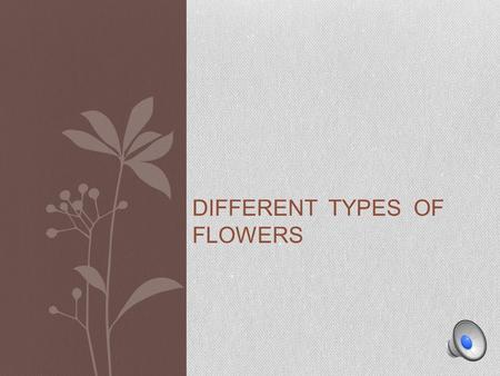 different types of flower 