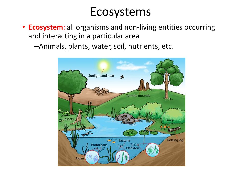 Ecosystems Ecosystem: all organisms and non-living entities occurring and  interacting in a particular area Animals, plants, water, soil, nutrients,  etc. - ppt download