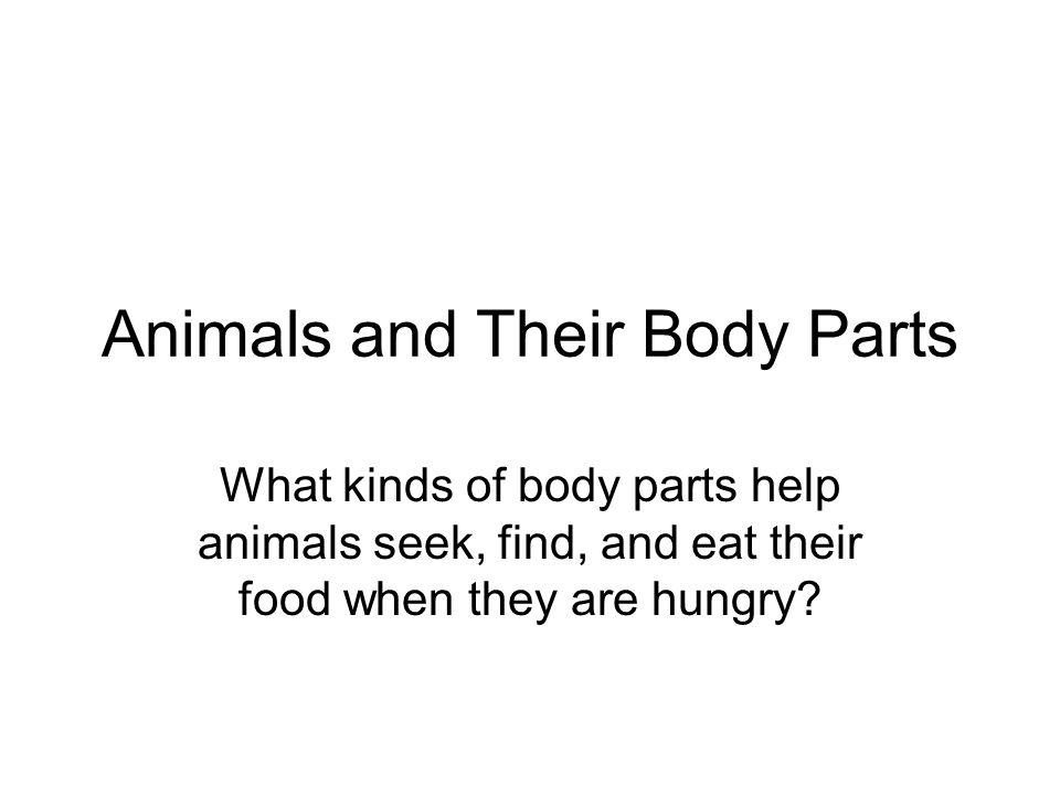 Animals and Their Body Parts - ppt video online download