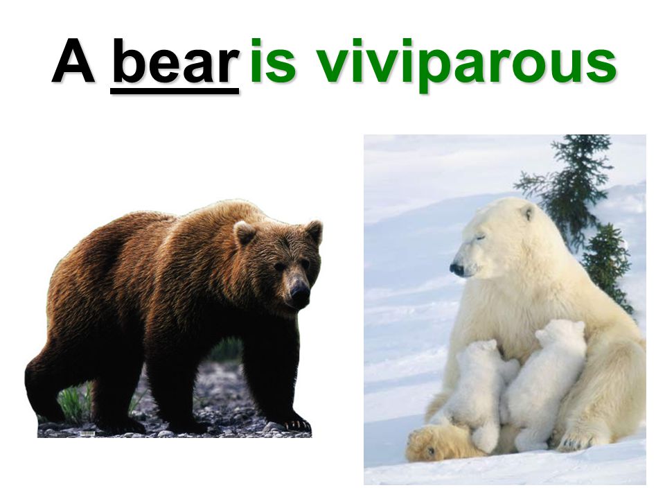 A bear is viviparous. - ppt video online download