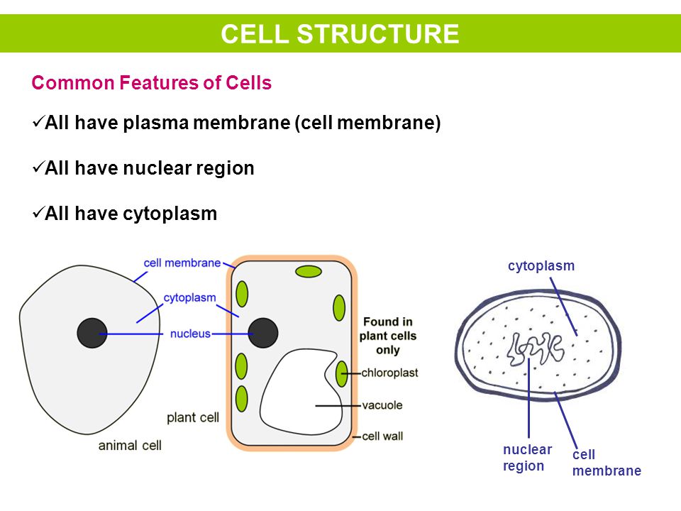 CELL STRUCTURE Common Features of Cells - ppt video online download CELL STRUCTURE Common Features of Cells - ppt video online download