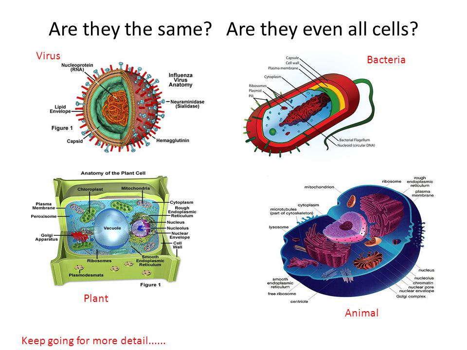 Are they the same? Are they even all cells? Virus Animal Plant Bacteria  Keep going for more detail ppt download