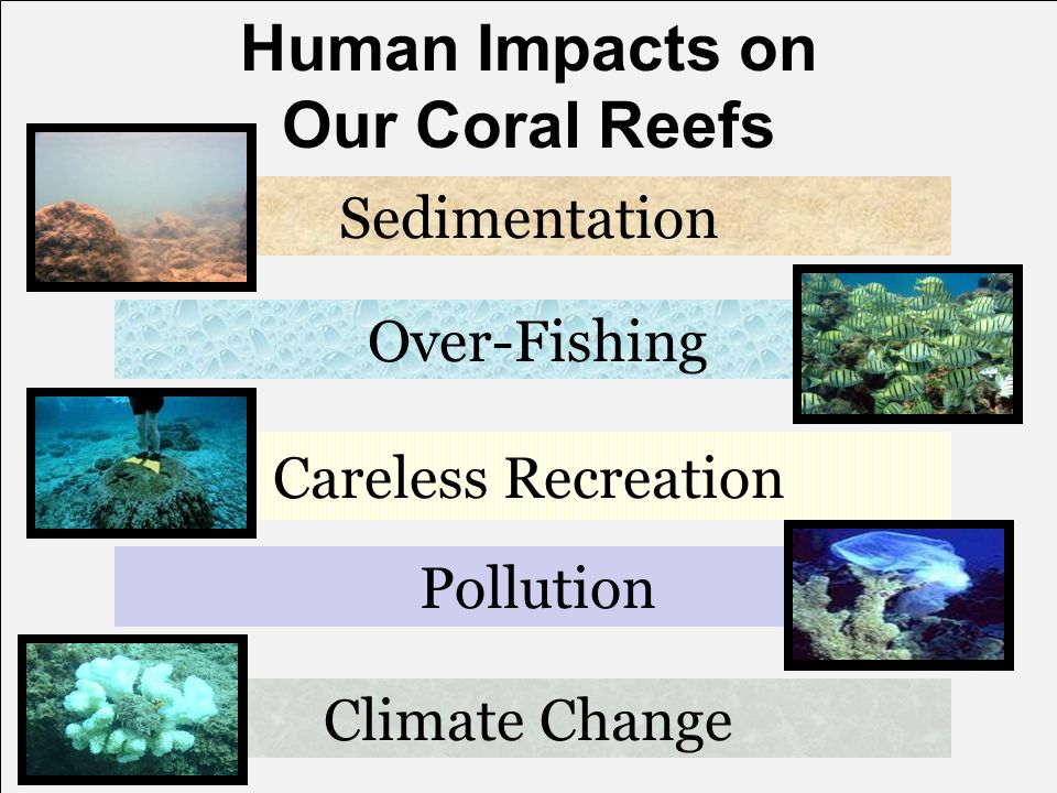 Human Impacts on Our Coral Reefs - ppt video online download